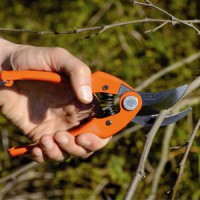 Secateurs